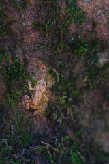 Young frog sitting on a steep rock with moss