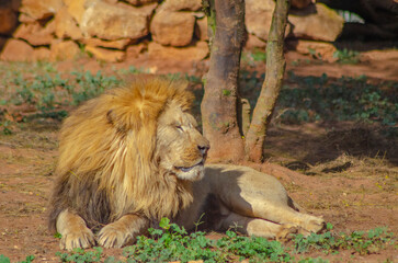 African Atlas Lion (Panthera Leo) resting, Felidae family




