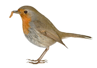 robin bird eating a magot, bird isolated on transparent clear background