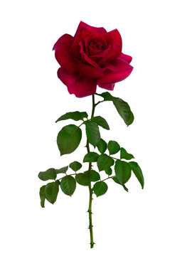 Dark red rose with green leaves isolated on white