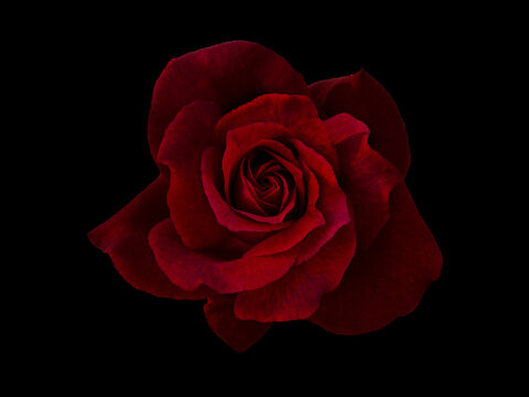 Dark red rose is on black background