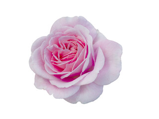 Fresh beautiful pink rose isolated on white background