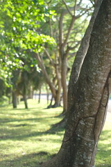 Fototapeta premium tree in the park