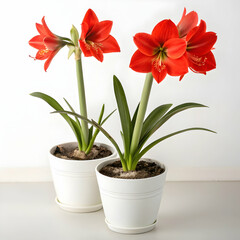 two red amaryllis flowers are in bloom