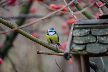 Eurasian Blue Tit on Branch near Birdhouse