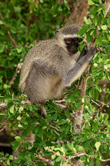 Macaco descansando em galhos de árvore com folhas verdes e olhar atento