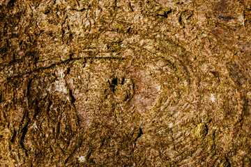 bark of a tree close up