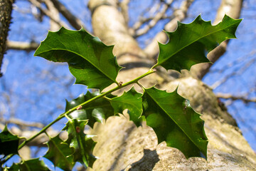 green leaf with blue sky