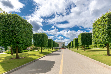 An alley with unusually trimmed trees in the park on a sunny summer day.