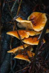 orange cap boletus
