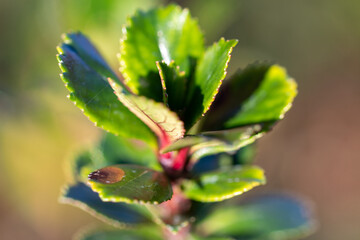 close up of a evergreen bush lush greenery
