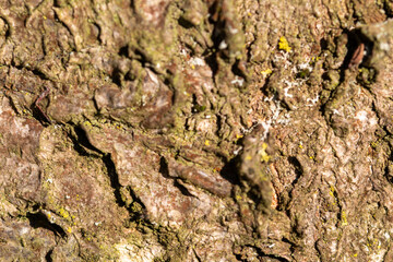 bark of a tree close up