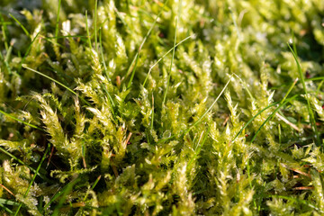 bright green moss close up