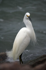 A stunning close-up of a Snowy Egret