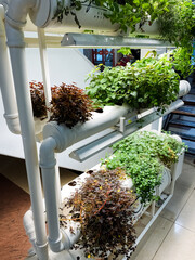 A vibrant and colorful row of flourishing plants thriving in a hydroponic system beautifully...