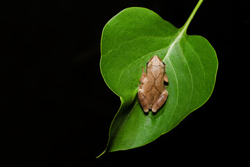 Spring Peeper (Pseudacris crucifer)