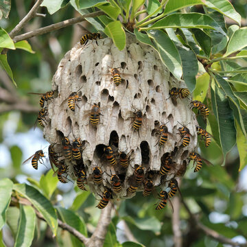 Une photo de frelons asiatiques sortant de leur nid sur un arbre. Le nid est une grande structure papyrac&eacute;e avec plusieurs chambres. L&rsquo;arri&egrave;re-plan est rempli de feuilles vertes.