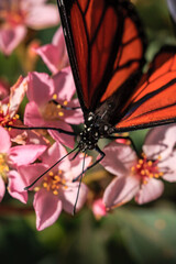 A butterfly is sitting on a pink flower