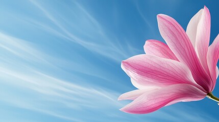 Obraz premium A pink flower on a blue sky background