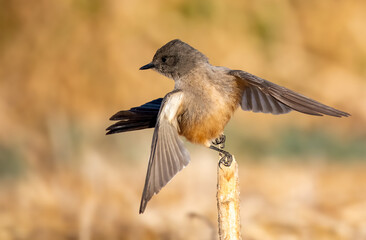 Say's phoebe bird in a ballet like pose as it takes off from a pole