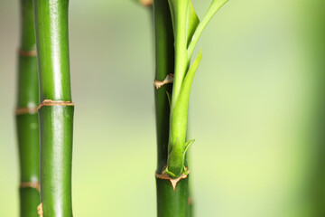 Beautiful decorative bamboo plant on blurred background, closeup