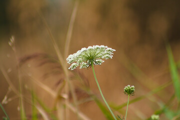 Closeup of large bullwort inflorescence with selective focus on foreground