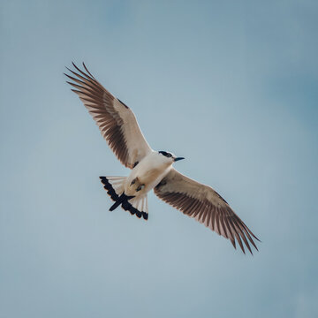 Une photo d&rsquo;un paille-en-queue (pha&eacute;ton) dans le ciel. Le ciel est d&eacute;gag&eacute; et l&rsquo;oiseau vole haut au-dessus du sol. L&rsquo;arri&egrave;re-plan est une vaste &eacute;tendue de ciel bleu.