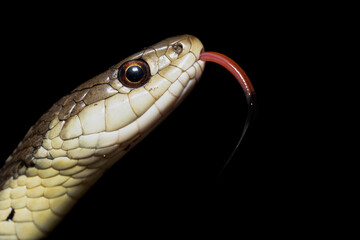 Garter Snake (Thamnophis sirtalis)