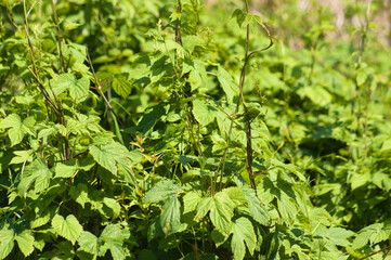 Closeup of common hop leaves and fruits with selective focus on foreground