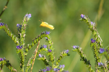 Closeup of viper's bugloss flowers with green blurred plants on background