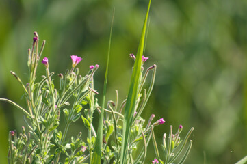 Closeup of hairy willowherb flowers with green blurred plants on background