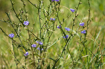 Closeup of blue common chicory flowers on branches with selective focus on foreground