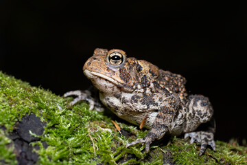 American Toad (Anaxyrus americanus)
