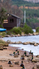 Ducks resting on a lakeshore in Scotland, Aviemore, UK, photographed on 2024-11-02.
