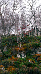 Vibrant autumn landscape with red berries in Scotland, UK, captured on 2024-11-03.