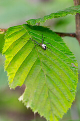 Elegant Spider Resting on a Vibrant Green Leaf in a Forest Setting