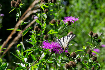 Scarce Swallowtail Butterfly on Purple Wildflower in Sunlit Meadow
