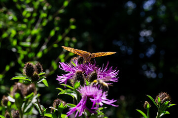 Close-Up of a Meadow Butterfly Feeding on Purple Wildflower