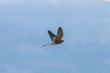 Kestrel (Falco tinnunculus) in Bull Island, Dublin, Ireland, commonly found in open habitats, Europe