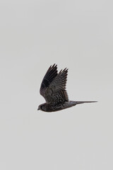Kestrel (Falco tinnunculus) in Bull Island, Dublin, Ireland, commonly found in open habitats, Europe