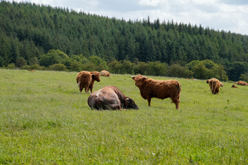 Scotland, June 8, 2024. Highland cows grazing in a green meadow surrounded by dense forest. The peaceful rural landscape showcases traditional Scottish livestock and nature.