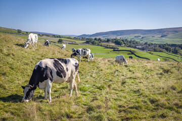 Cows grazing in a field. Grassington, Yorkshire Dales, UK