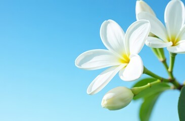 Fototapeta premium Jasmine flowers on blue sky background for design purposes