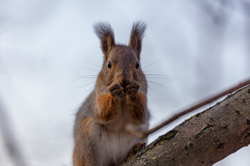 A red squirrel sits on a tree branch and gnaws on a seed it holds in its paws.