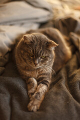 Portrait of a domestic cat resting on a blanket.