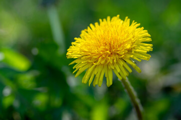 Common dandelion Taraxacum officinale yellow flowers in bloom, common lawn flowering plant