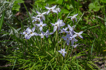 Fototapeta premium Ipheion uniflorum spring starflower flowers in bloom, small light blue white bulbous springtime flowering plant