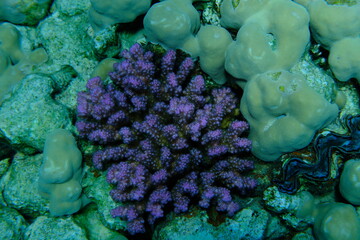 Rasp coral or cauliflower coral, knob-horned coral (Pocillopora verrucosa) undersea, Red Sea,...