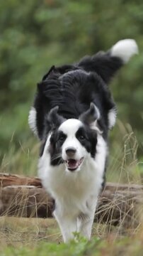 Vertical Video: Cute border collie dog jump over log on grass in a beautiful forest to camera in slow motion