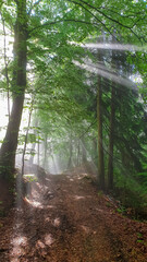 Walking path in sun-dappled forest in Carinthia, Austria. Magical sunbeams pierce through dense canopy of trees. Dramatic ethereal light on floor. Mystery, tranquility. Interplay of light and shadow